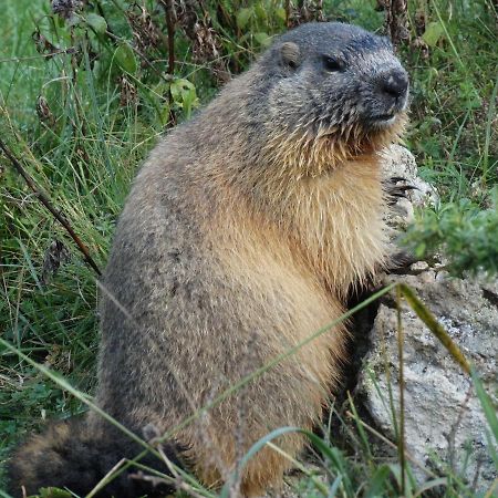 Apartmán La P'Tite Marmotte Gavarnie Exteriér fotografie